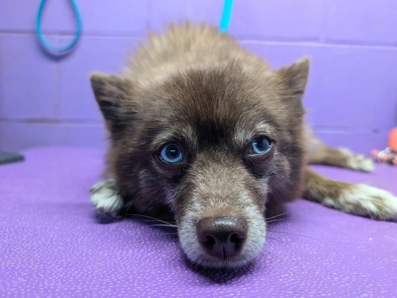 An adult small-sized female Pomeranian dog named Mocha for adoption in Tacoma, WA
