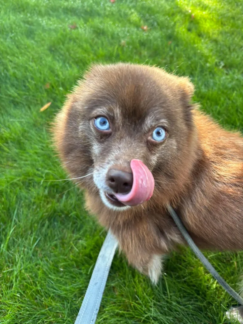 Mocha thumbnail 5