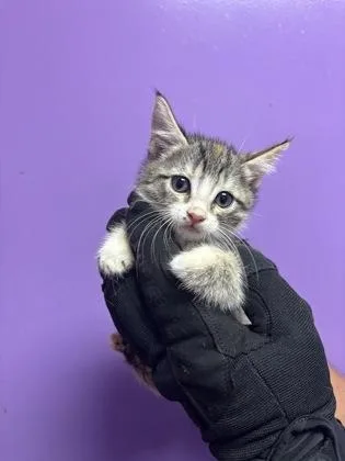 A baby small-sized female Gray / Blue / Silver Domestic Short Hair cat named 61555582 for adoption in El Paso, TX