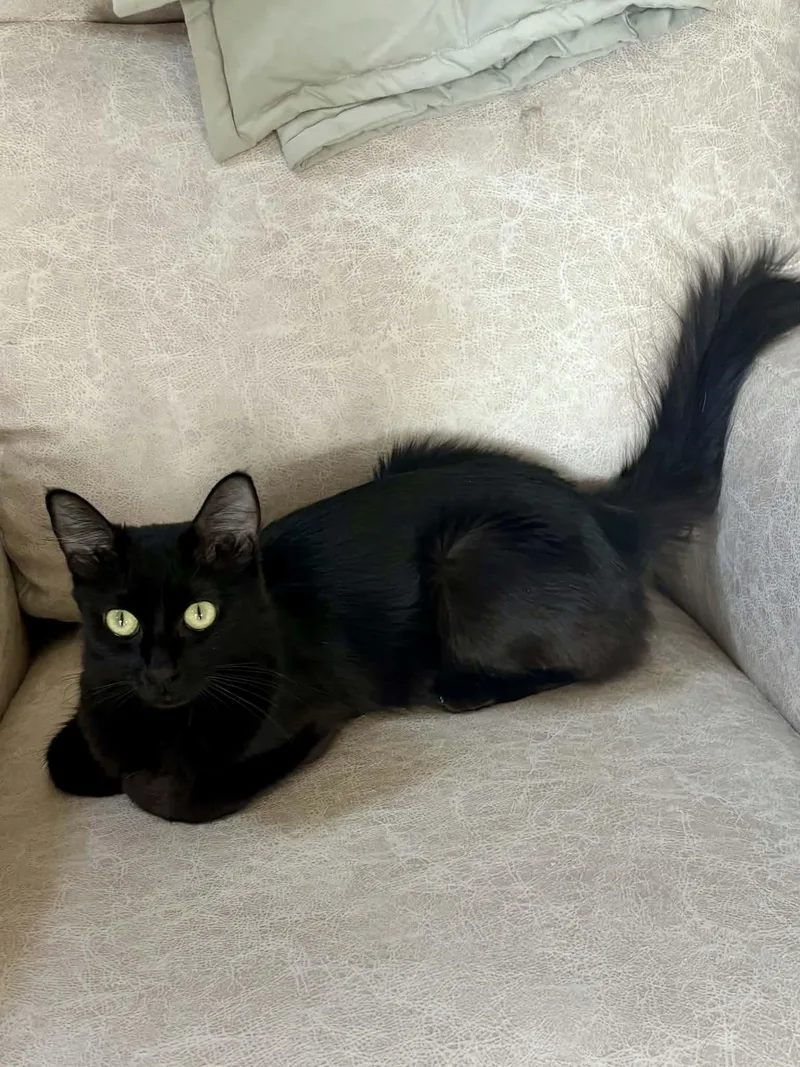 A young small-sized female Domestic Medium Hair cat named Juniper for adoption in Gladstone, OR