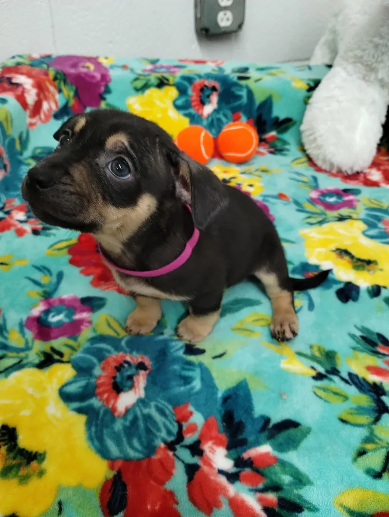 A baby medium-sized female Mixed Breed dog named Shimmer for adoption in York, SC