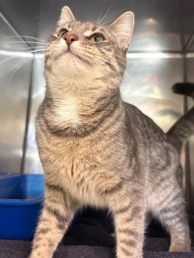 A young medium-sized female Domestic Short Hair cat named Razzle for adoption in Fall River, MA