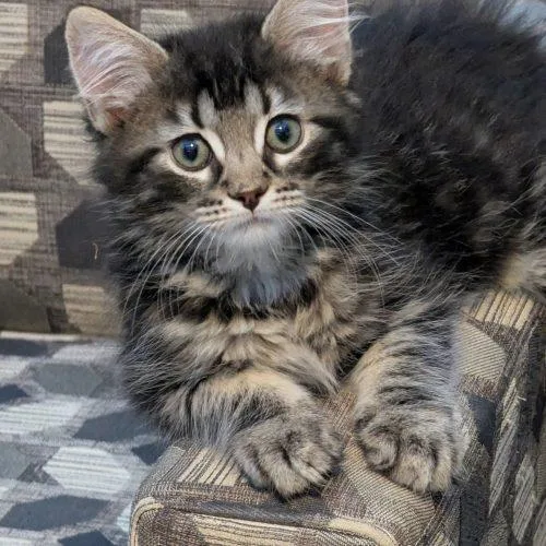 Teddy