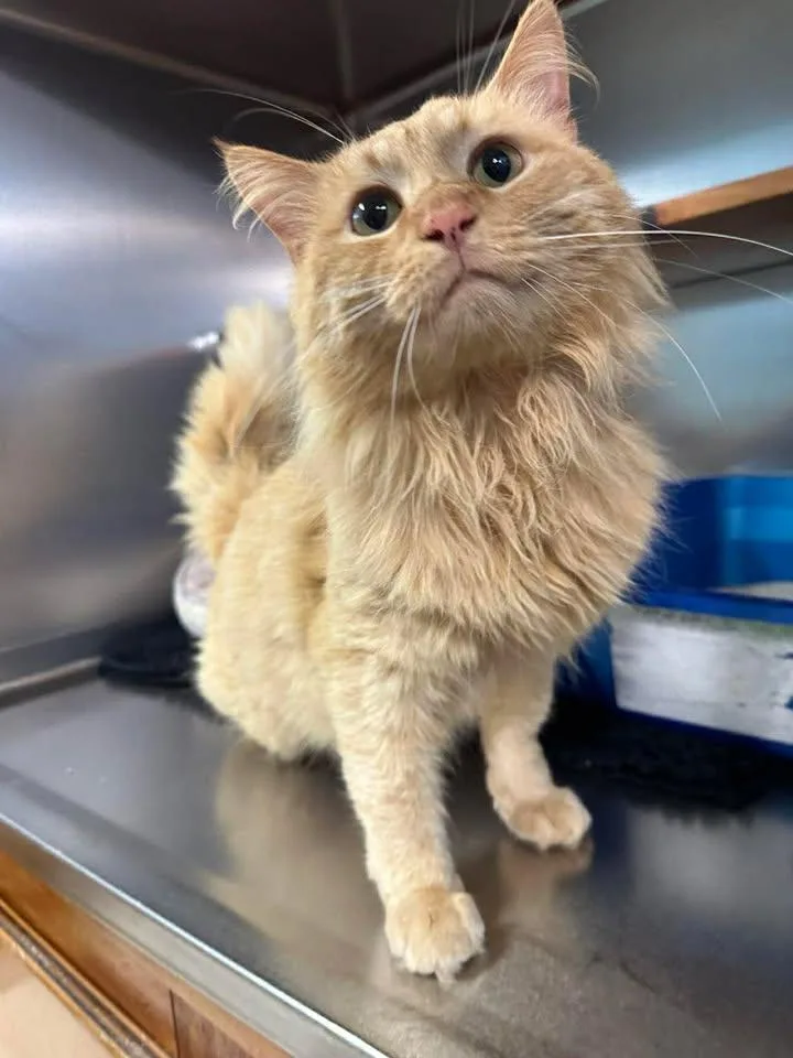 An adult large-sized male Cream Point Domestic Medium Hair cat named Squash for adoption in Wilmington, NC