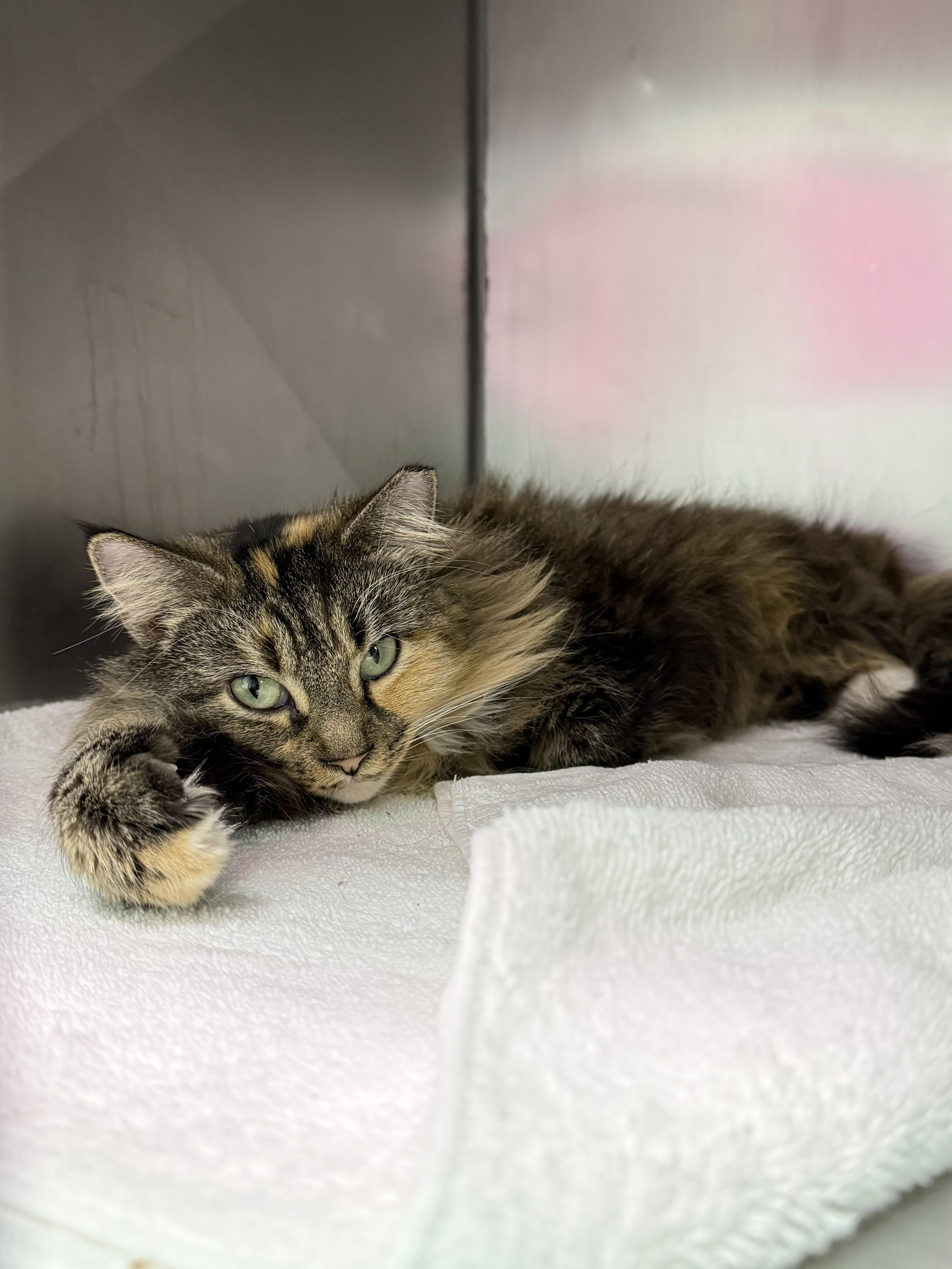 Joyeux Noel thumbnail 2