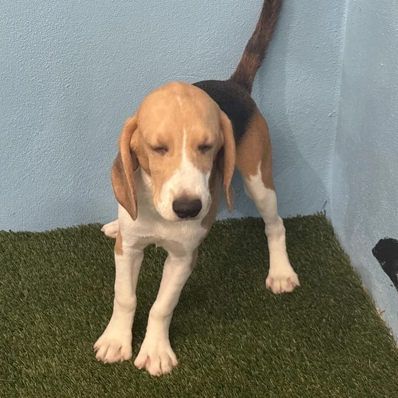 A baby small-sized male Yellow / Tan / Blond / Fawn Beagle dog named CAH  aka Leonardo for adoption in LOXAHATCHEE, FL