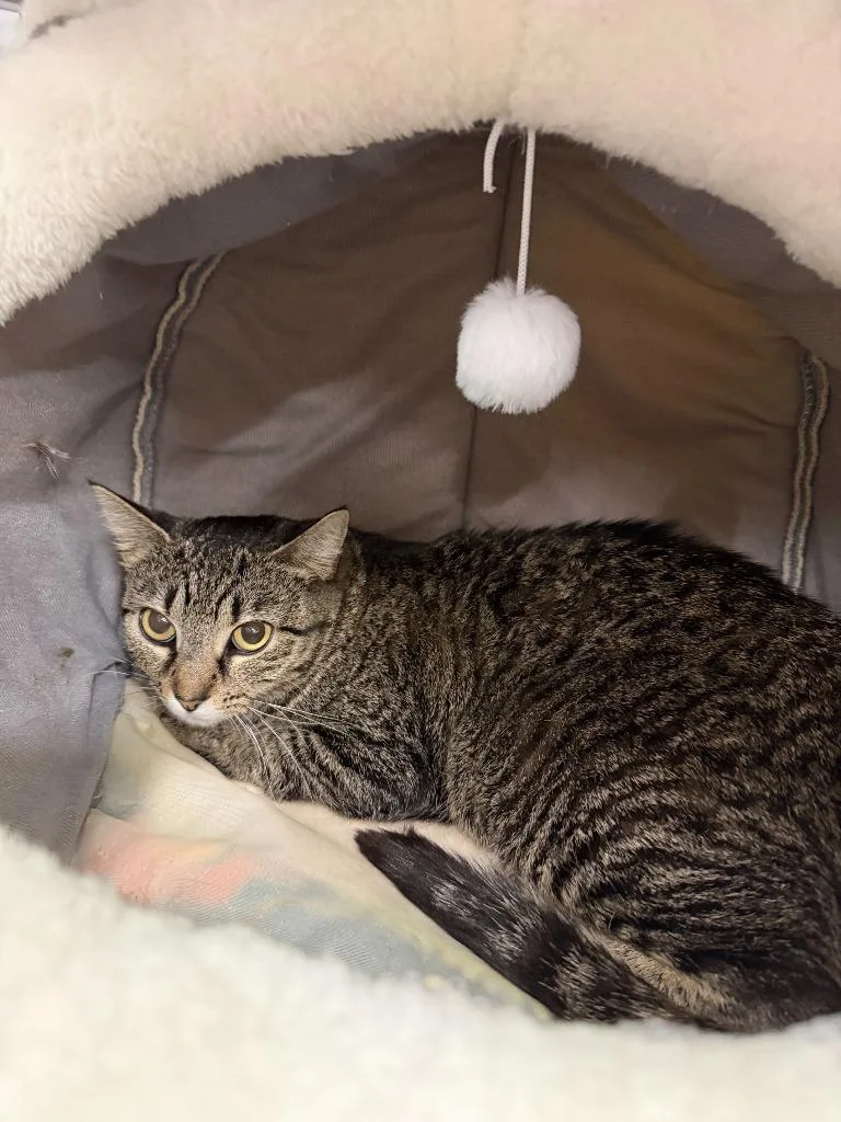 Lulu Lemon thumbnail 2