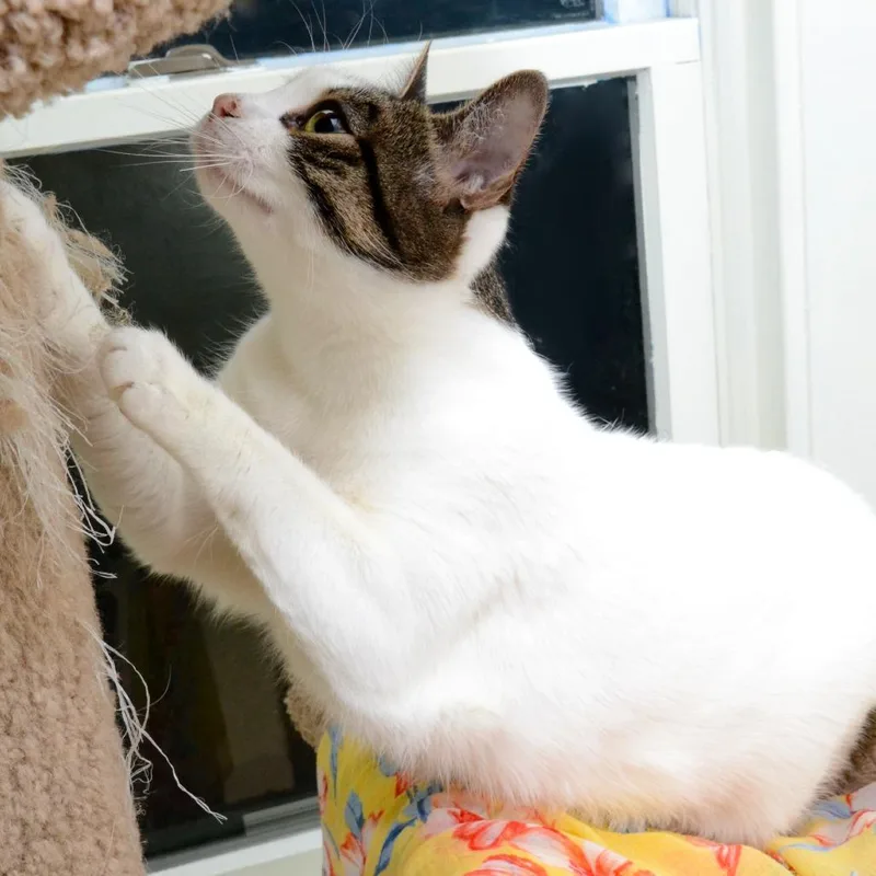 Young Bella thumbnail 2