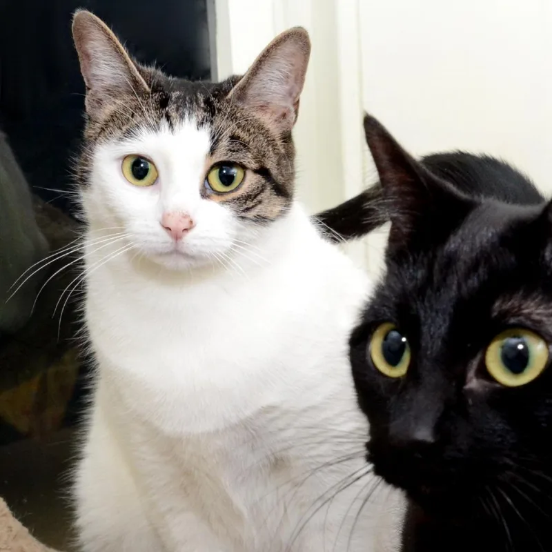 Young Bella thumbnail 3