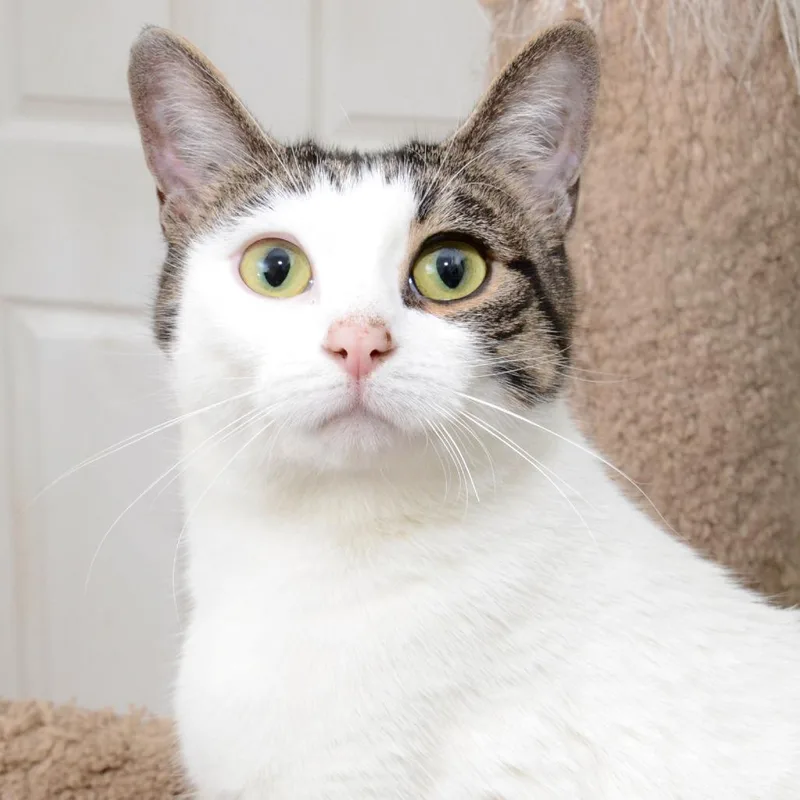 Young Bella thumbnail 4