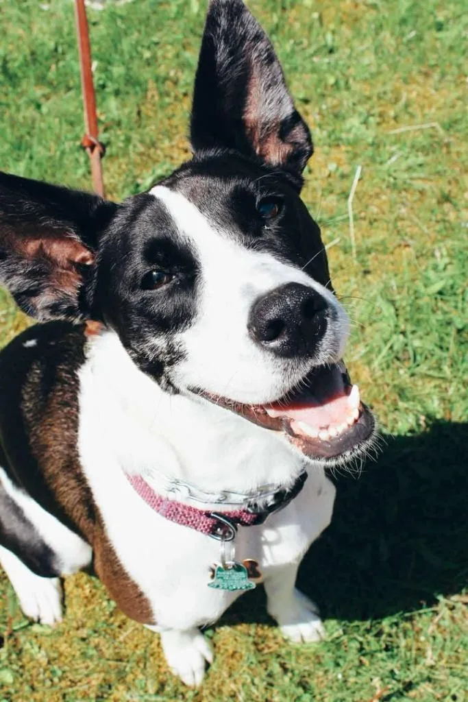 An adult medium-sized female Border Collie dog named Froggy  Flossie for adoption in Indianapolis, IN