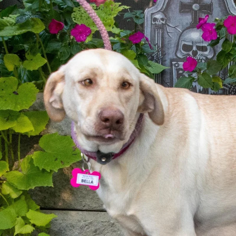 An adult large-sized female Yellow / Tan / Blond / Fawn Labrador Retriever dog named Bella for adoption in Wake Forest, NC