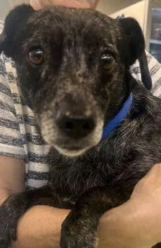 An adult small-sized male Chihuahua dog named Kado for adoption in Daytona Beach, FL