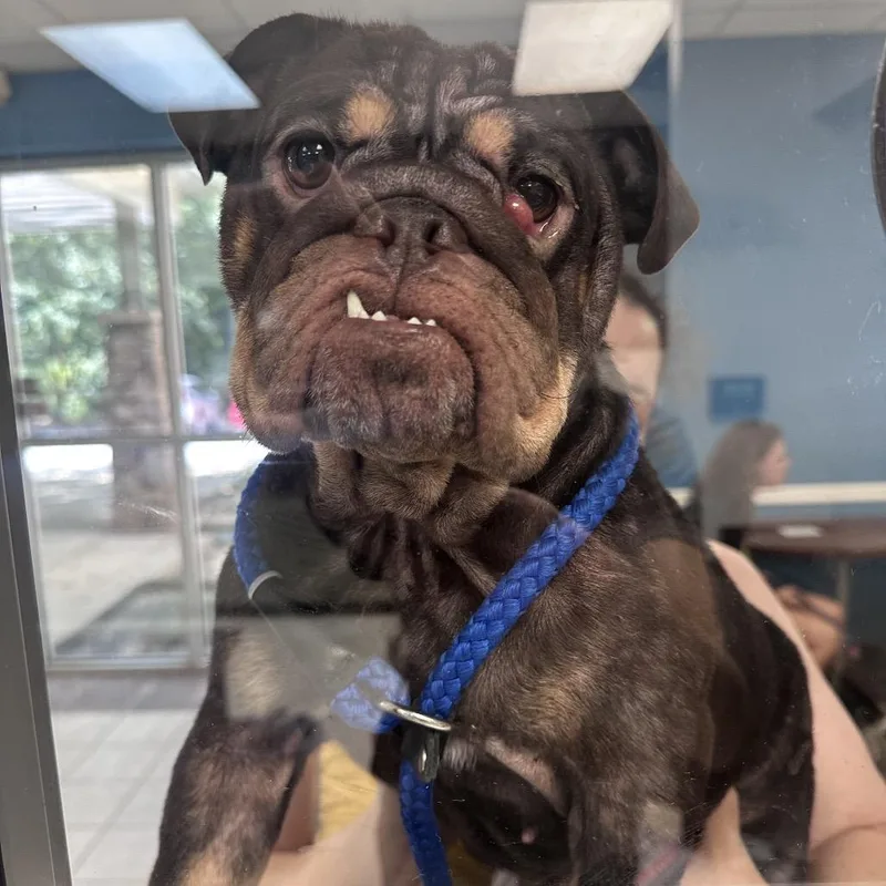 An adult medium-sized female Brown / Chocolate Mixed Breed dog named StrayBradleyParkDrive for adoption in Columbus, GA