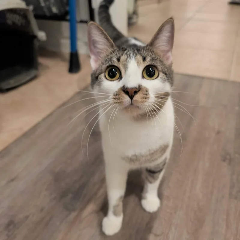 Cora Crawley thumbnail 2