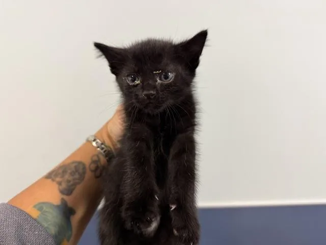 A baby small-sized female Domestic Short Hair cat named Pop for adoption in Miami, FL
