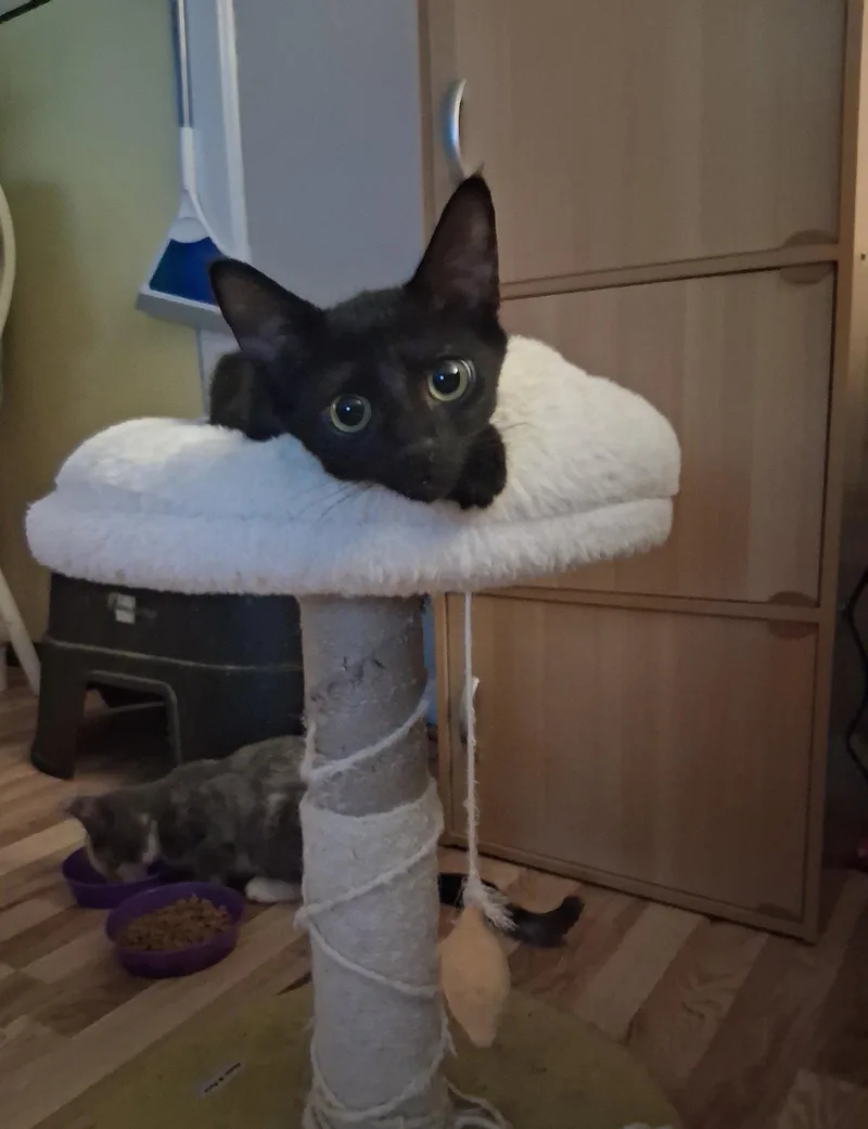 A baby medium-sized female Domestic Short Hair cat named Moon Willow Grove for adoption in Greenville, DE