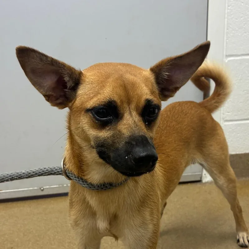 An adult small-sized male Yellow / Tan / Blond / Fawn Rat Terrier dog named Prospect for adoption in Corpus Christi, TX