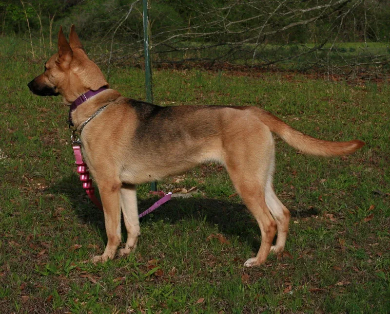 An adult large-sized female Belgian Shepherd / Malinois dog named Blondie for adoption in Attalla, AL