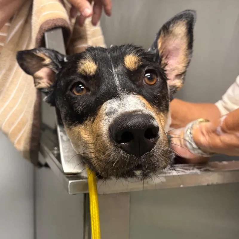 An adult medium-sized female Black Catahoula Leopard Dog dog named Novel for adoption in Fredericksburg, TX