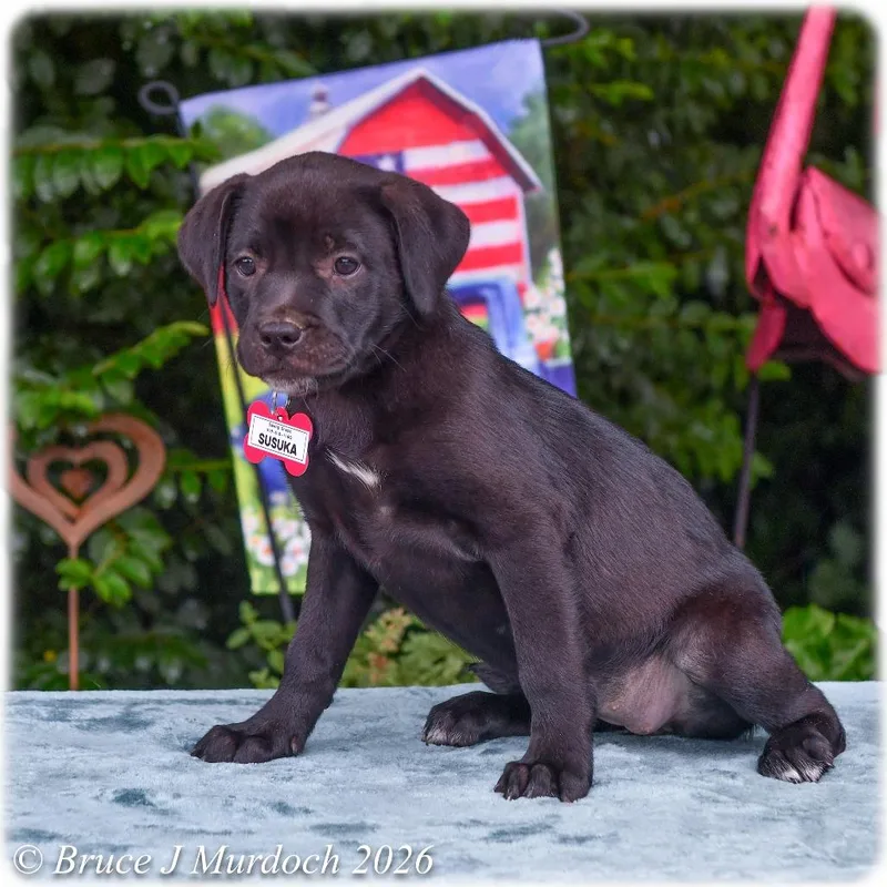 A baby small-sized female Black Labrador Retriever dog named Susuka for adoption in Wake Forest, NC