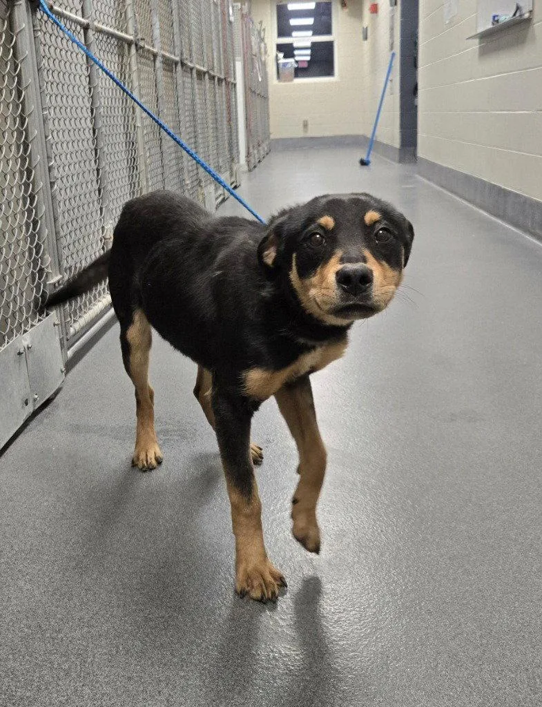 A young large-sized female Hound dog named Da  Hailey for adoption in Glen Allen, VA