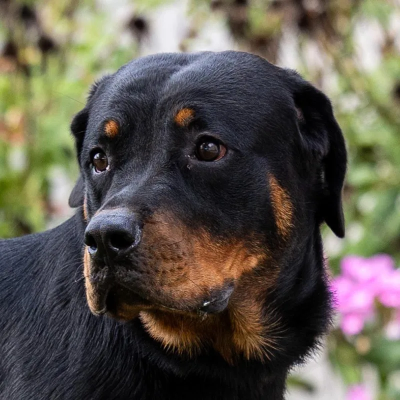 A young large-sized female Rottweiler dog named Carmen for adoption in Council Bluffs, IA