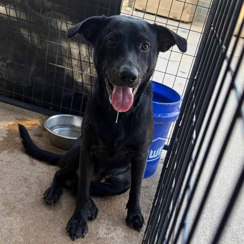 A young small-sized male Black Labrador Retriever dog named Bruce Wayne for adoption in Lake Jackson, TX