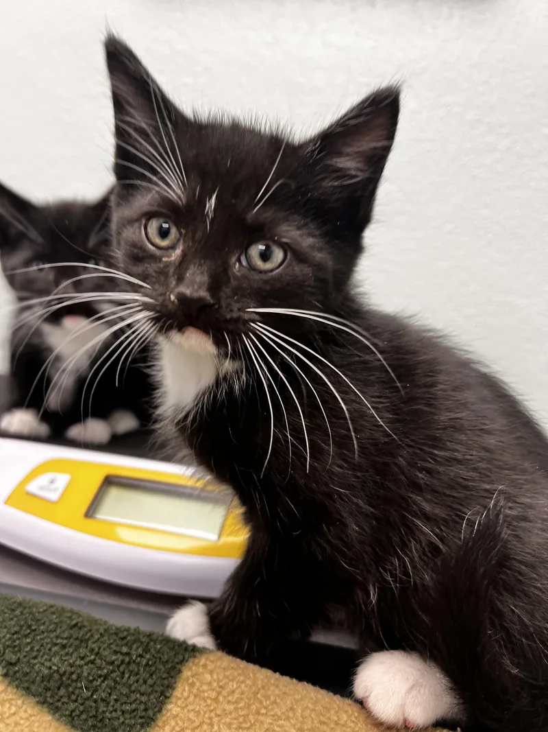 A baby medium-sized male Black Domestic Short Hair cat named Chip for adoption in Racine, WI