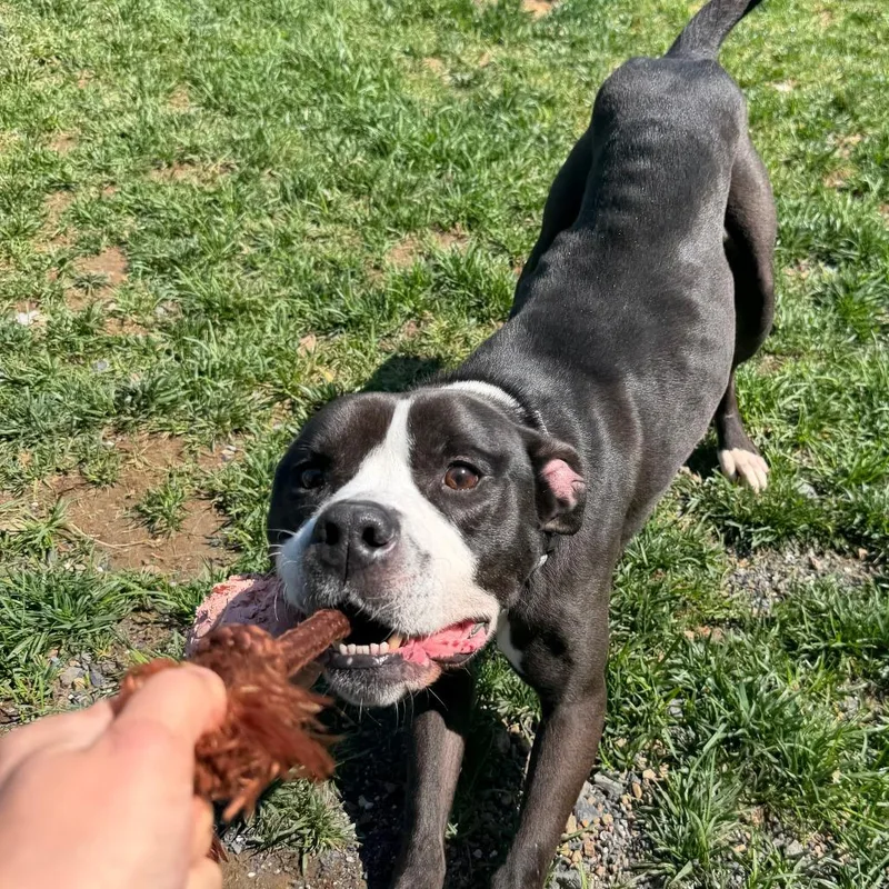 An adult medium-sized male Black Pit Bull Terrier dog named Thanos for adoption in Harrisonburg, VA