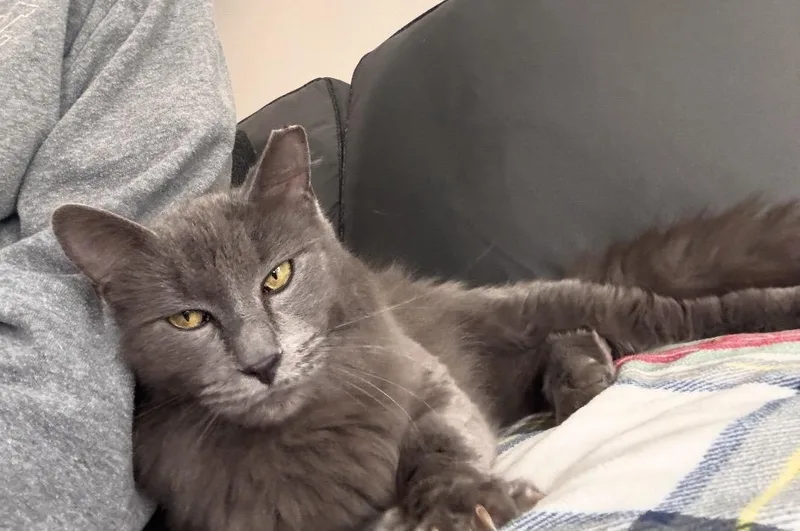 Crown Meowal thumbnail 3