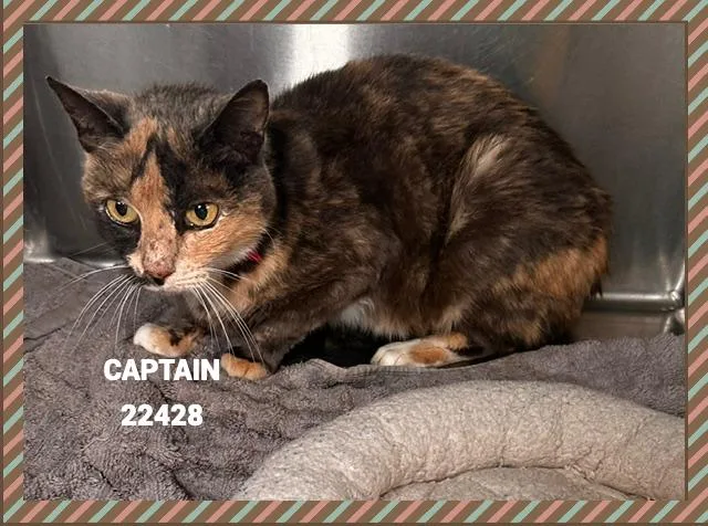 Captain