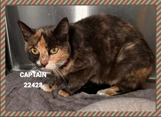 Captain thumbnail 3