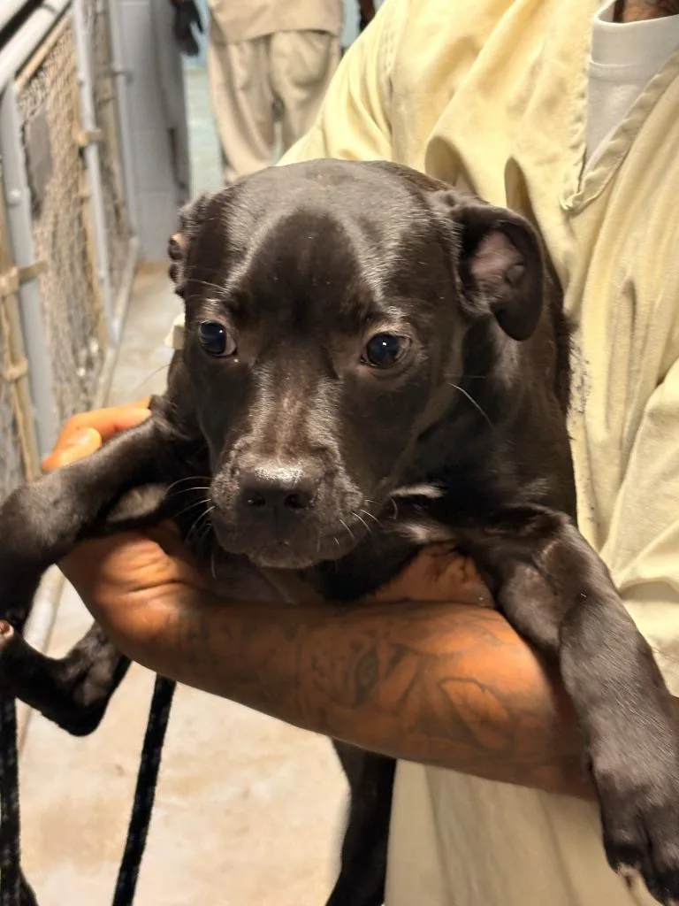 A baby medium-sized female Mixed Breed dog named Donna for adoption in Effingham, SC