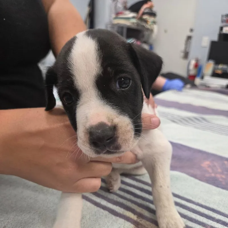Snoopy