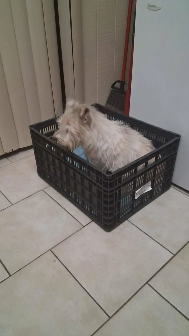 A senior small-sized male West Highland White Terrier / Westie dog named Ranger for adoption in Gainesville, VA