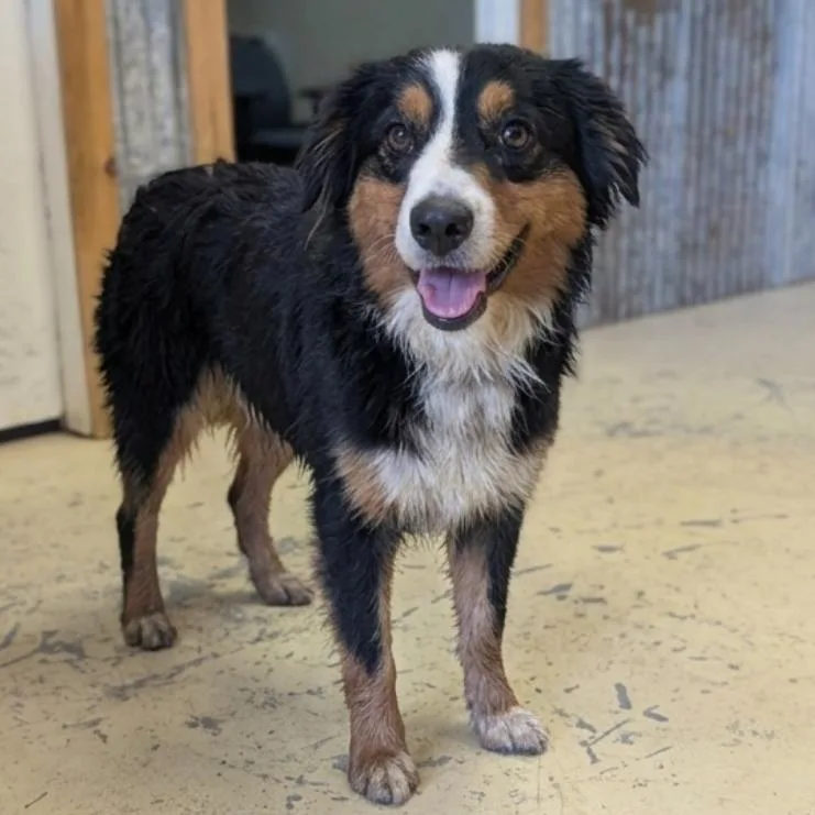 A young medium-sized male Tricolor (Brown, Black, & White) Australian Shepherd dog named Joby  Local October for adoption in Brookshire, TX