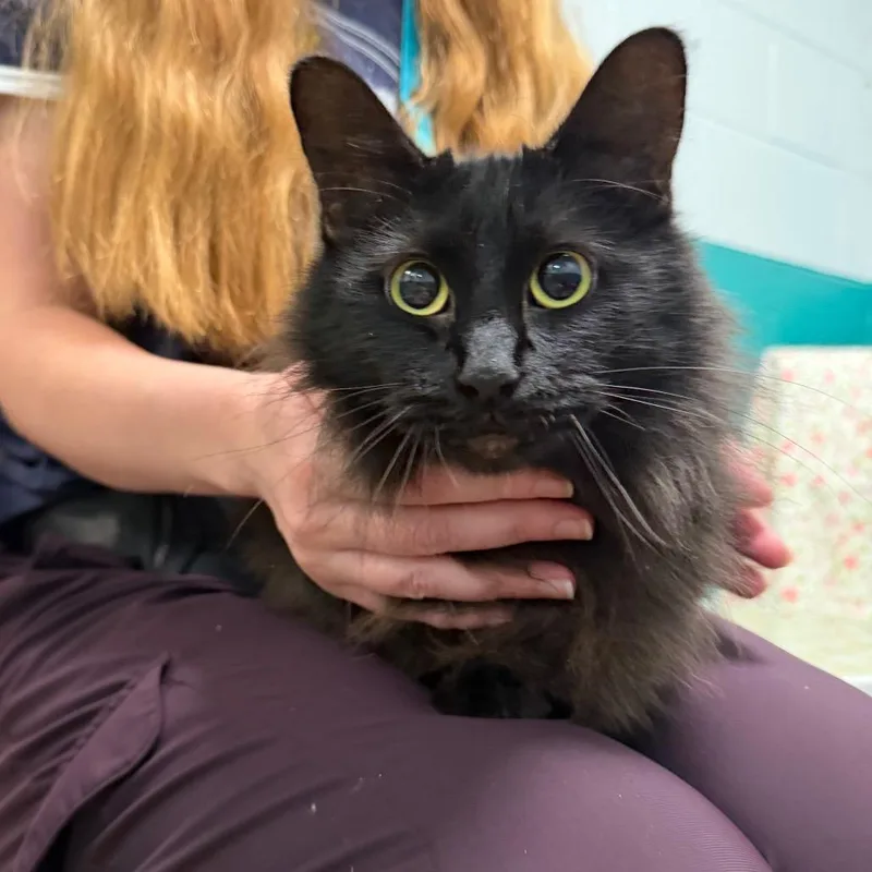 An adult medium-sized male Black Domestic Long Hair cat named Heath for adoption in Fredericksburg, VA