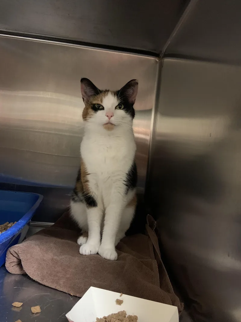 A young medium-sized female Calico Domestic Short Hair cat named Luna for adoption in Worcester, MA