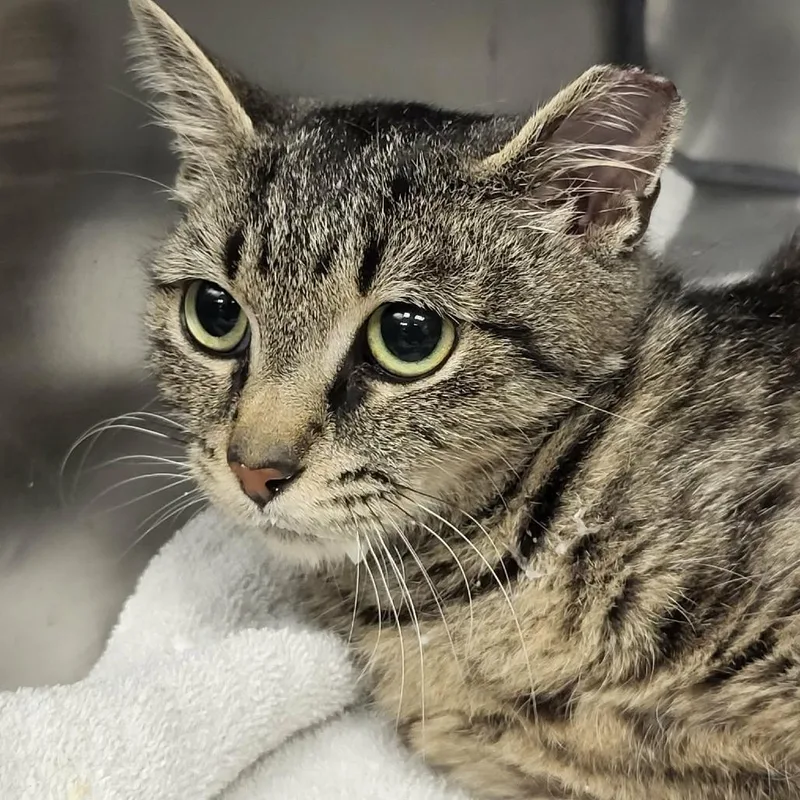 A young medium-sized female Brown / Chocolate Domestic Short Hair cat named Emma Lou for adoption in Martinsville, VA