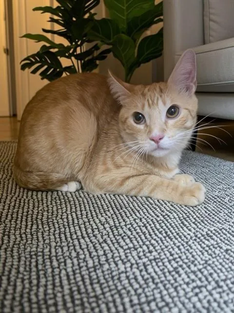 A young medium-sized male American Shorthair cat named A for adoption in Castaic, CA