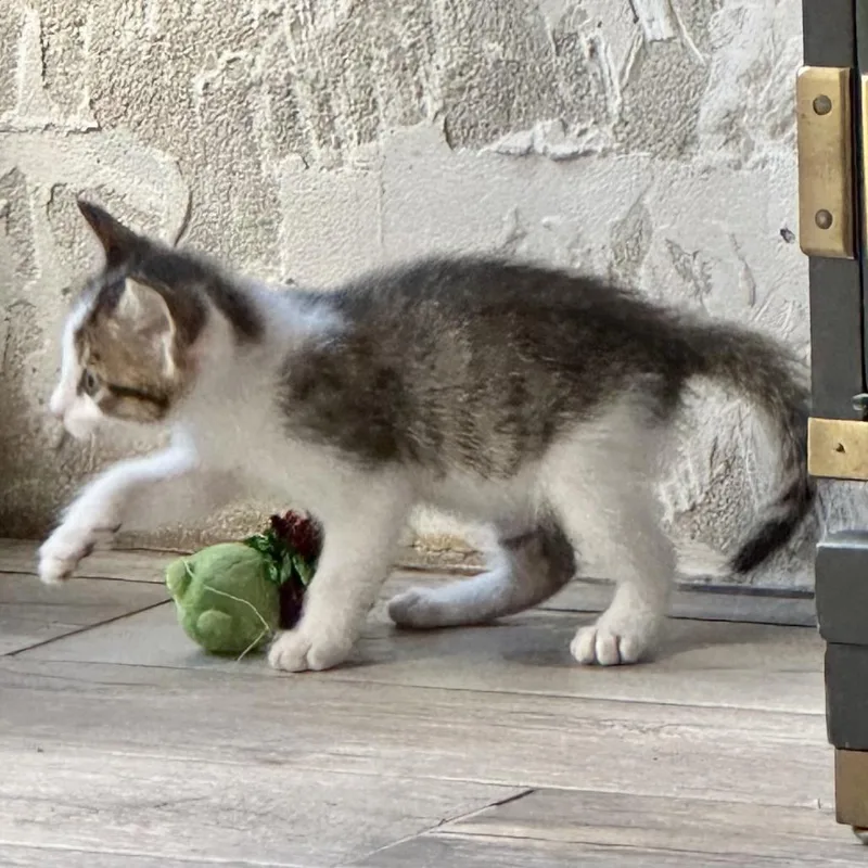 A baby small-sized female Brown / Chocolate Domestic Short Hair cat named Drumstick for adoption in Austin, TX