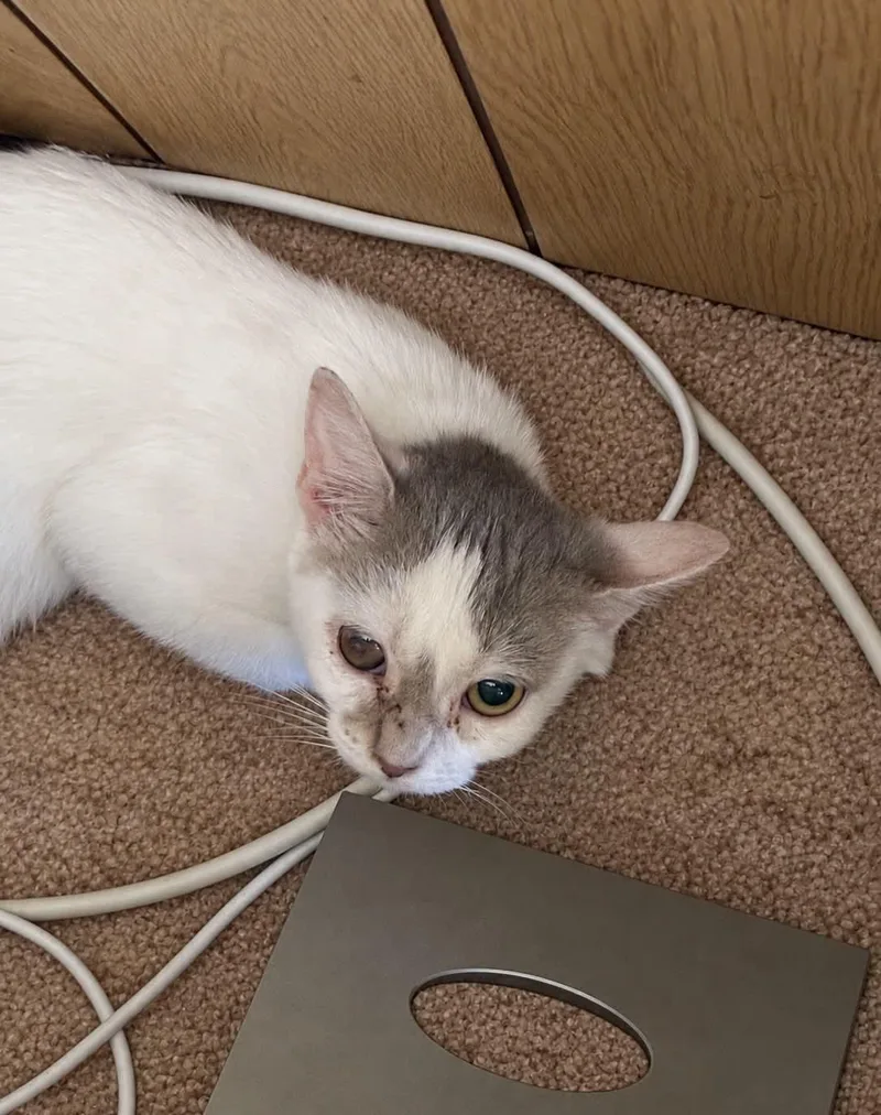 A young small-sized female White Domestic Short Hair cat named Abby for adoption in Bayonne, NJ