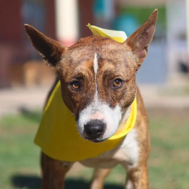 A young small-sized male Chihuahua dog named Cooper for adoption in San Antonio, TX