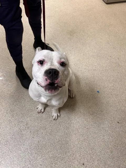 A young medium-sized male Pit Bull Terrier dog named Spunk for adoption in Riverside, CA