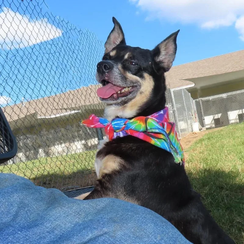 A senior small-sized male Chihuahua dog named Rocky for adoption in Wadena, MN