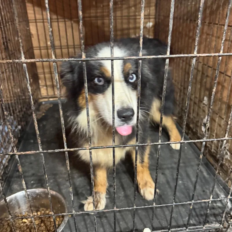 An adult small-sized female Black Australian Shepherd dog named Faith for adoption in Anahuac, TX