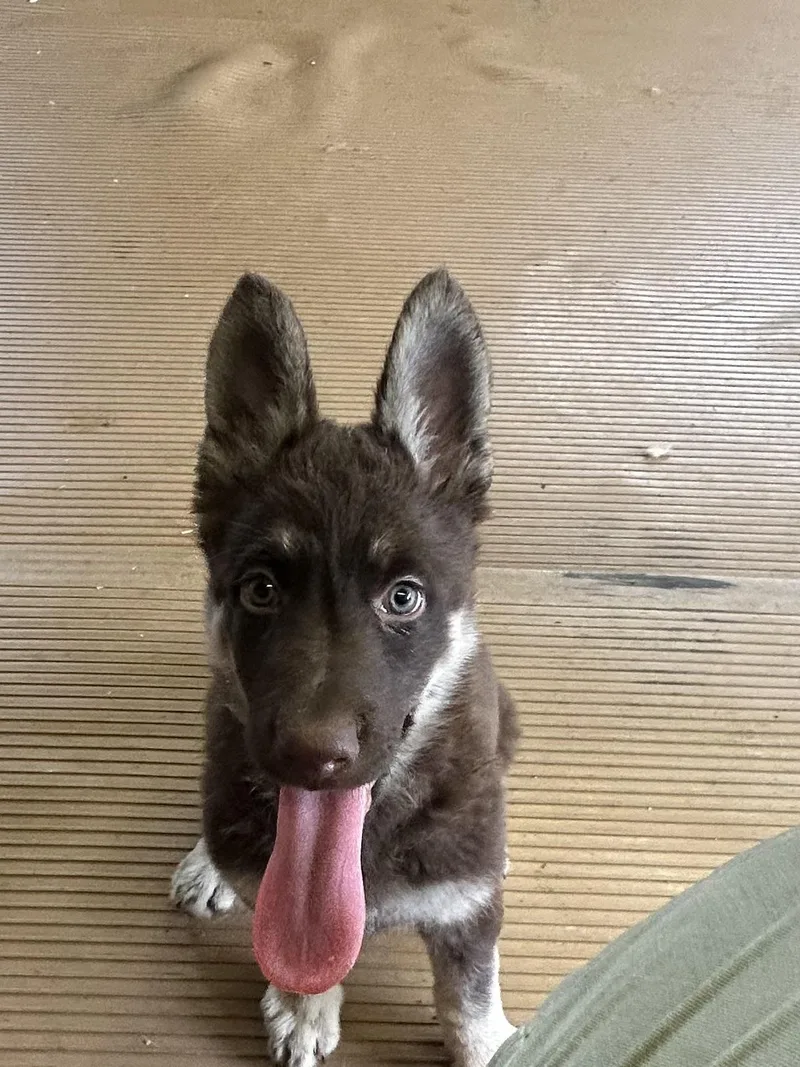A baby medium-sized female German Shepherd Dog dog named Sadie for adoption in Rossford, OH