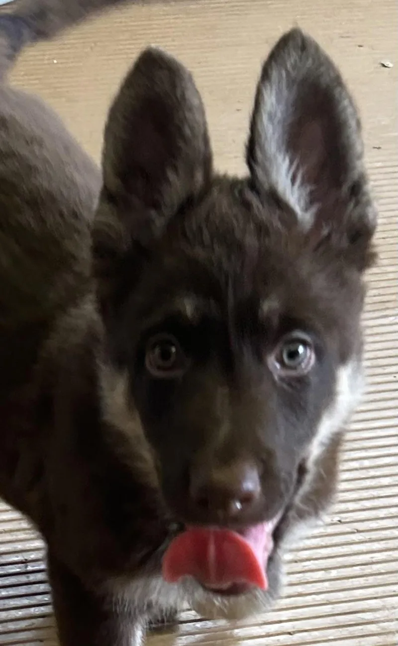 Sadie thumbnail 3