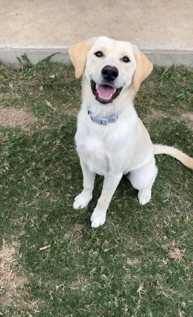 A baby medium-sized female Labrador Retriever dog named Luna for adoption in Canyon Lake, TX